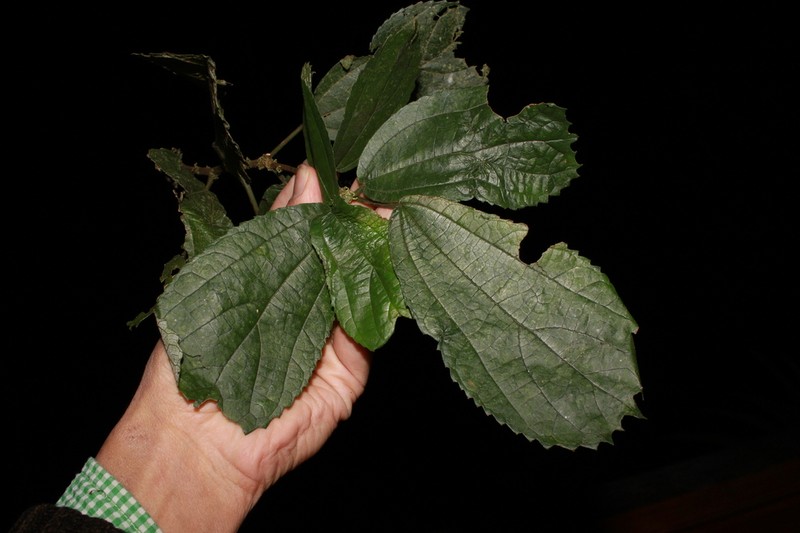 Oreocnide obovata photo 3