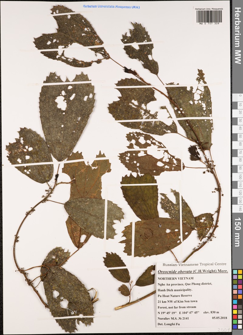 Oreocnide obovata photo 6