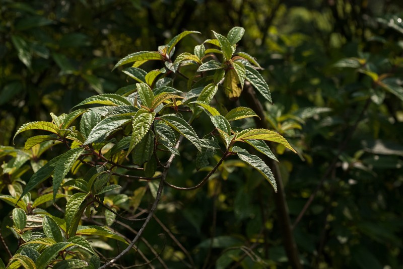 Oreocnide pedunculata