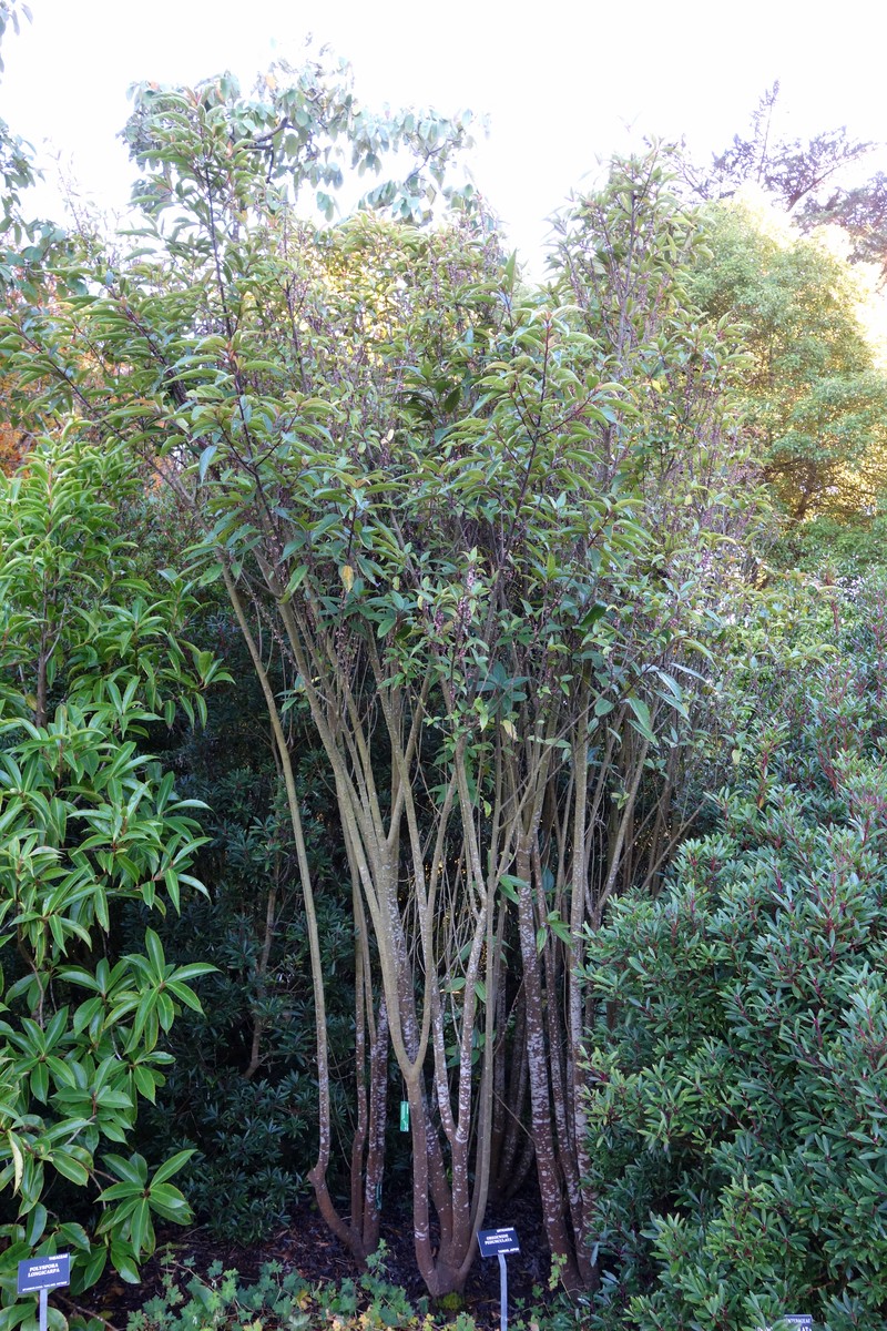 Oreocnide pedunculata photo 2