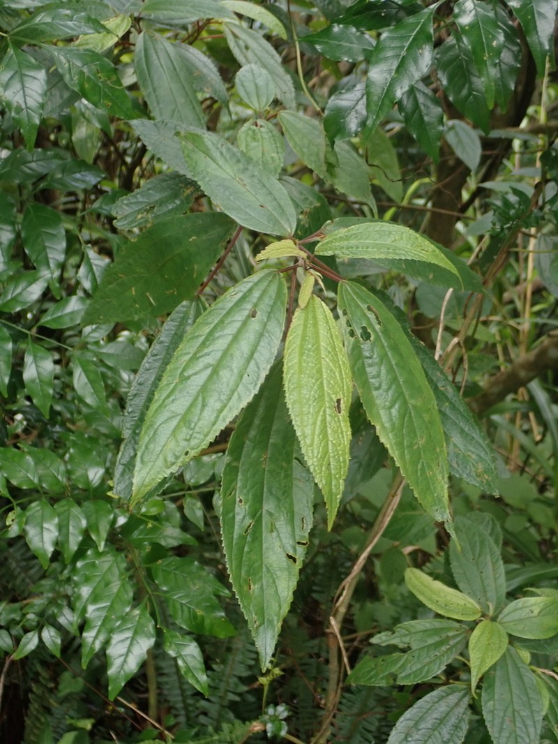 Oreocnide pedunculata photo 3