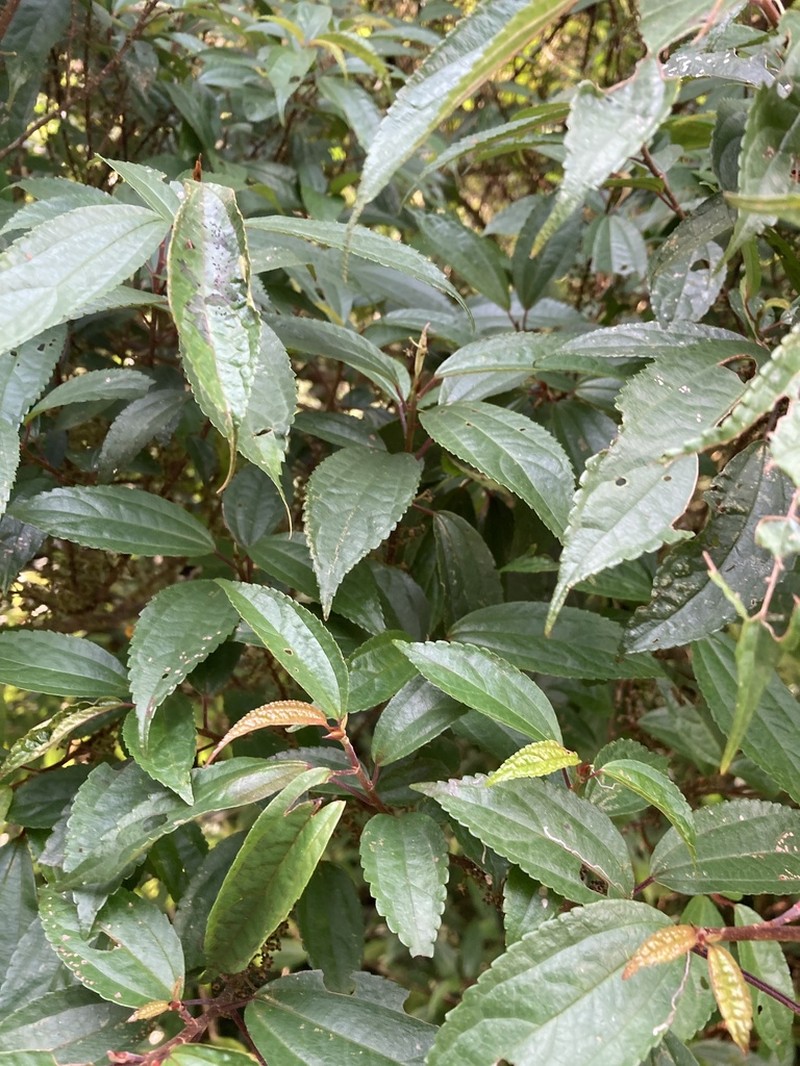 Oreocnide pedunculata photo 4