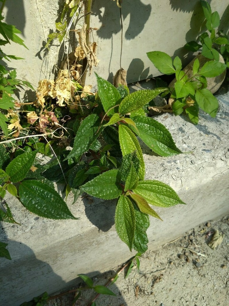 Oreocnide pedunculata photo 5