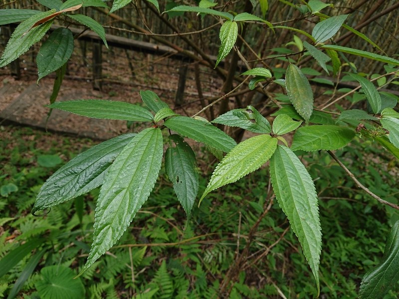 Oreocnide pedunculata photo 6