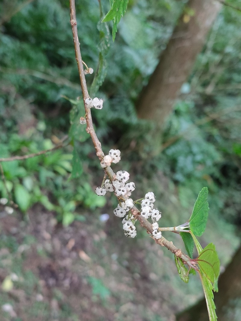 Oreocnide pedunculata photo 7