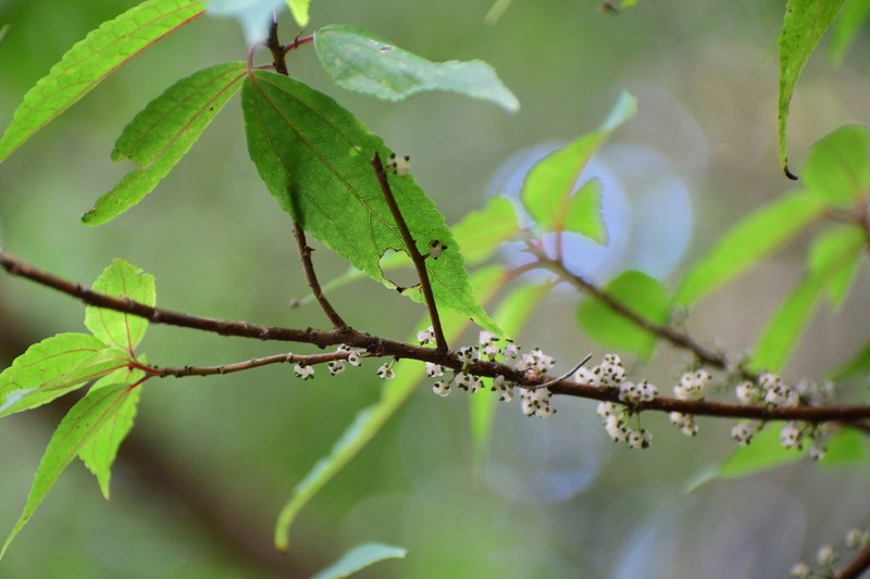 Oreocnide pedunculata photo 8