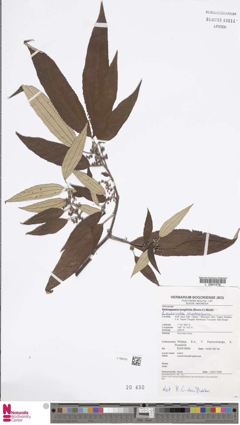Oreocnide rhodopleura