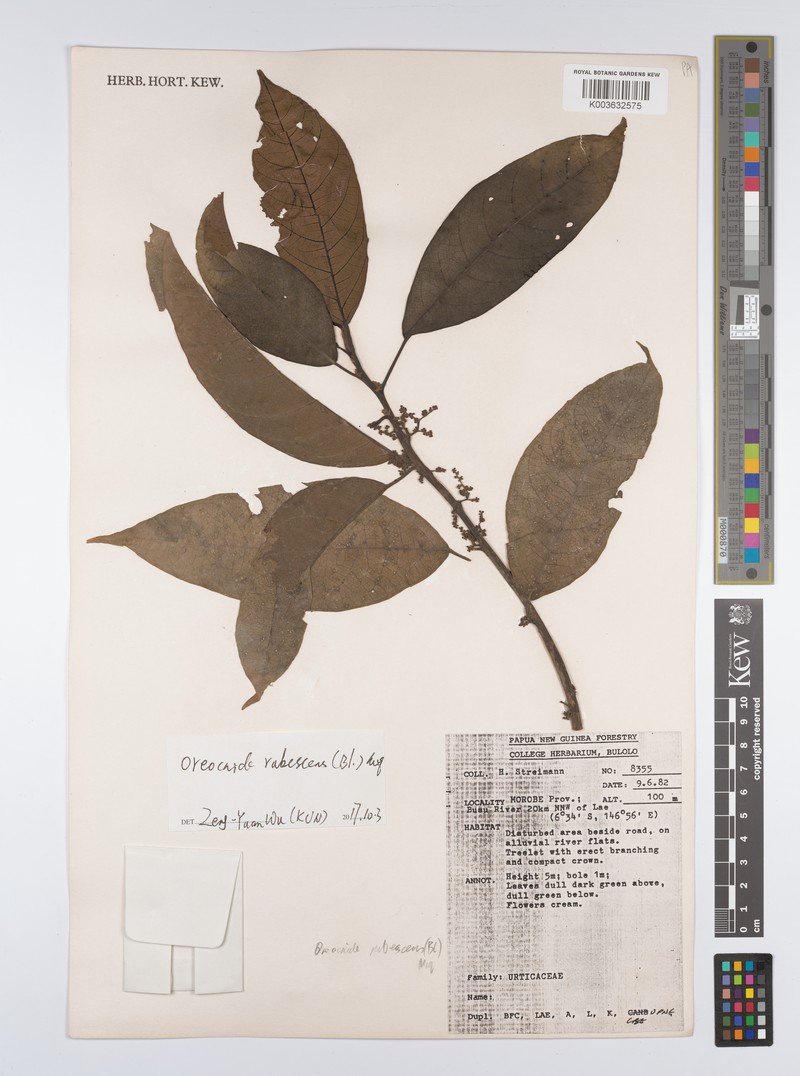 Oreocnide rufescens