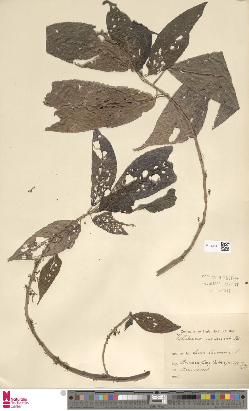 Oreocnide semicrenata