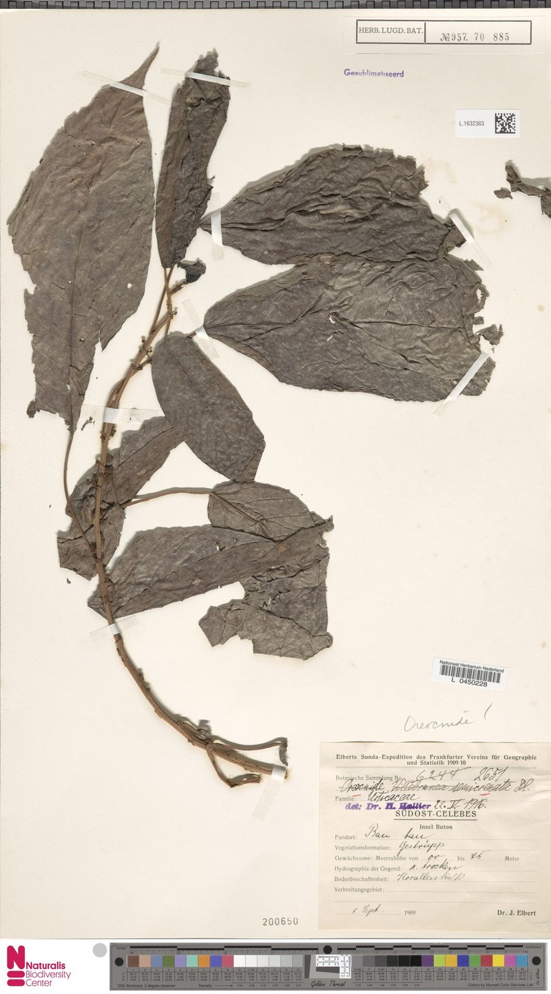 Oreocnide semicrenata photo 2