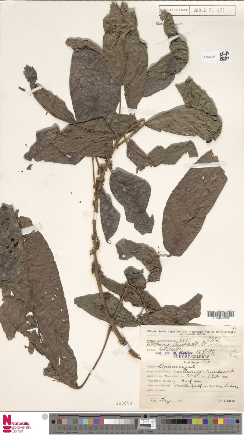 Oreocnide semicrenata photo 3