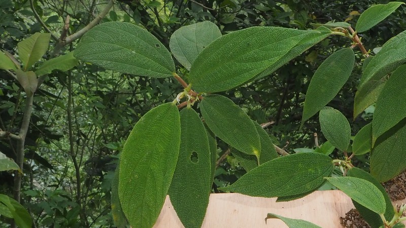 Oreocnide serrulata