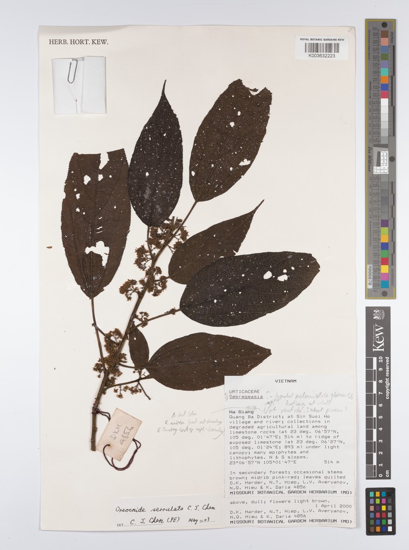 Oreocnide serrulata photo 2