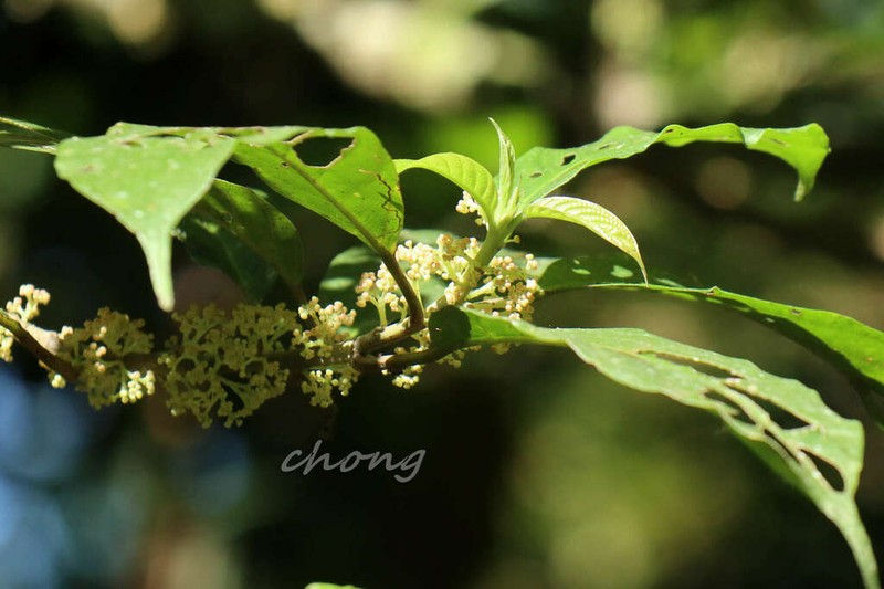 Oreocnide sylvatica