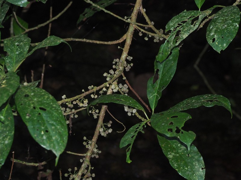 Oreocnide sylvatica photo 2