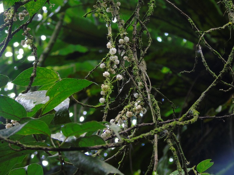 Oreocnide sylvatica photo 3