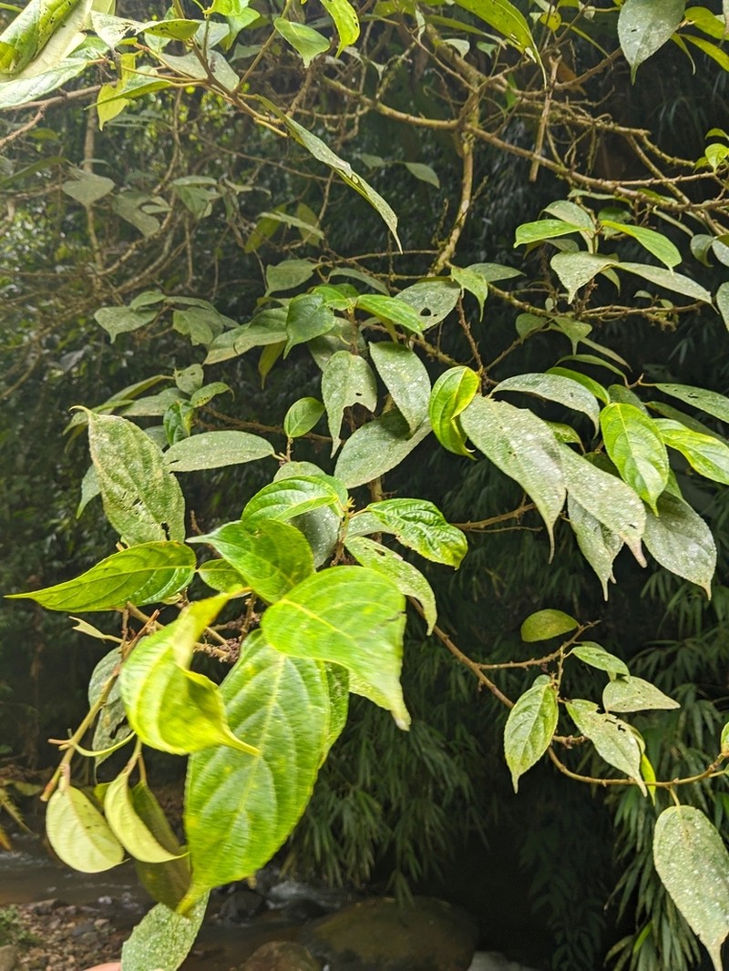 Oreocnide sylvatica photo 4