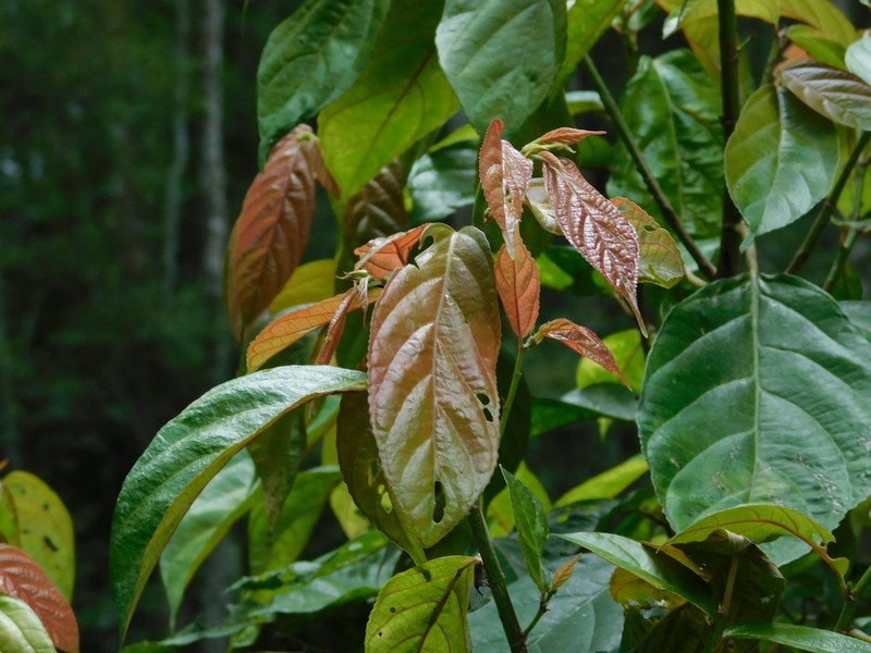 Oreocnide sylvatica photo 5