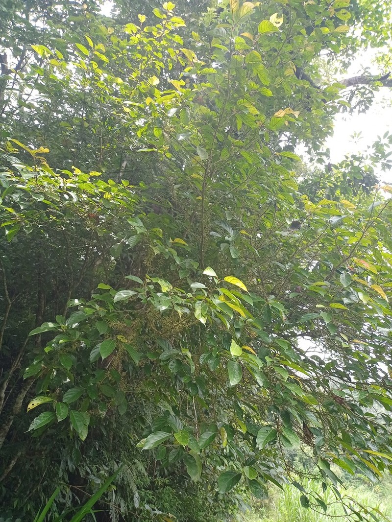 Oreocnide sylvatica photo 6