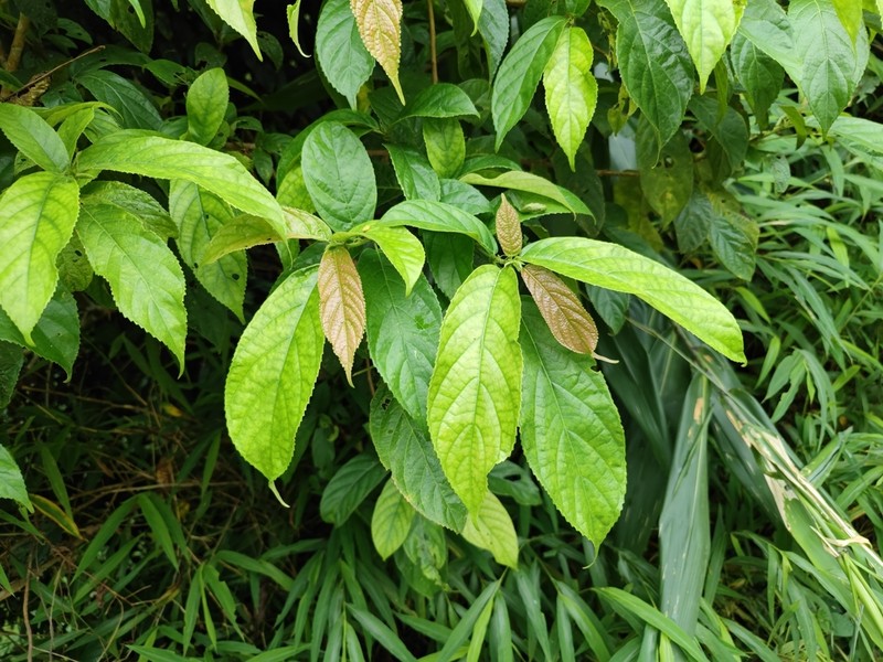 Oreocnide sylvatica photo 8