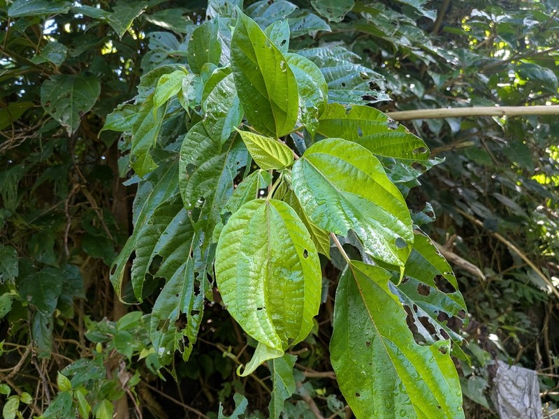 Oreocnide trinervis photo 4