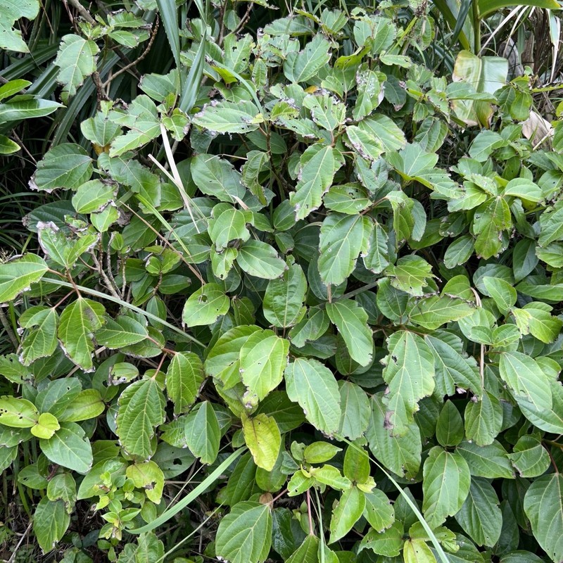 Oreocnide trinervis photo 5