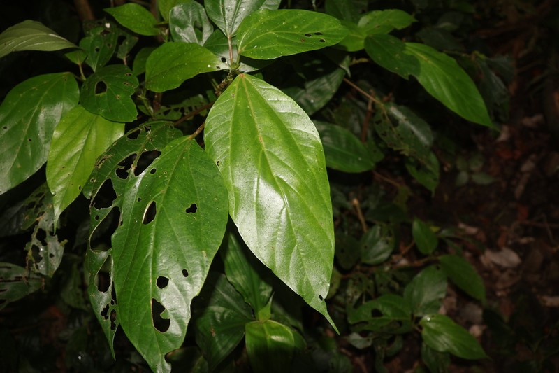 Oreocnide trinervis photo 7