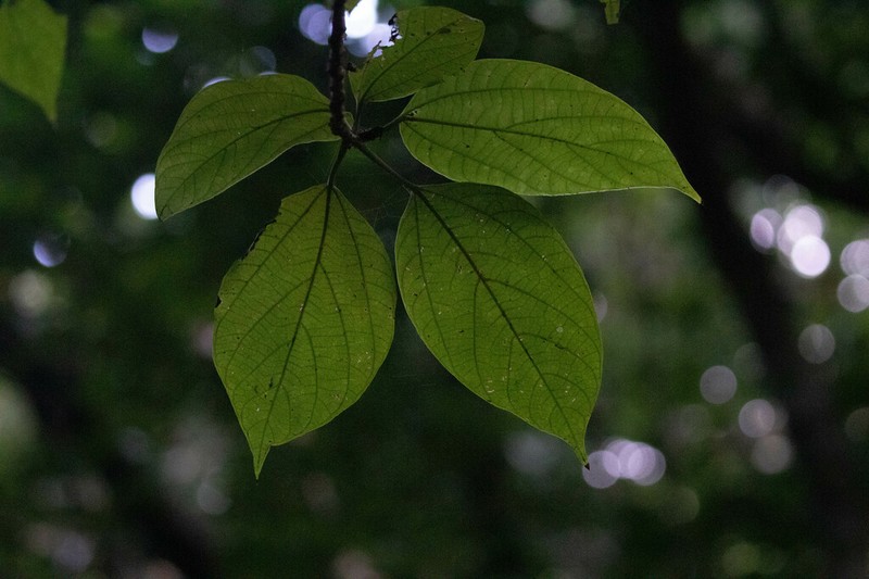 Oreocnide trinervis photo 8