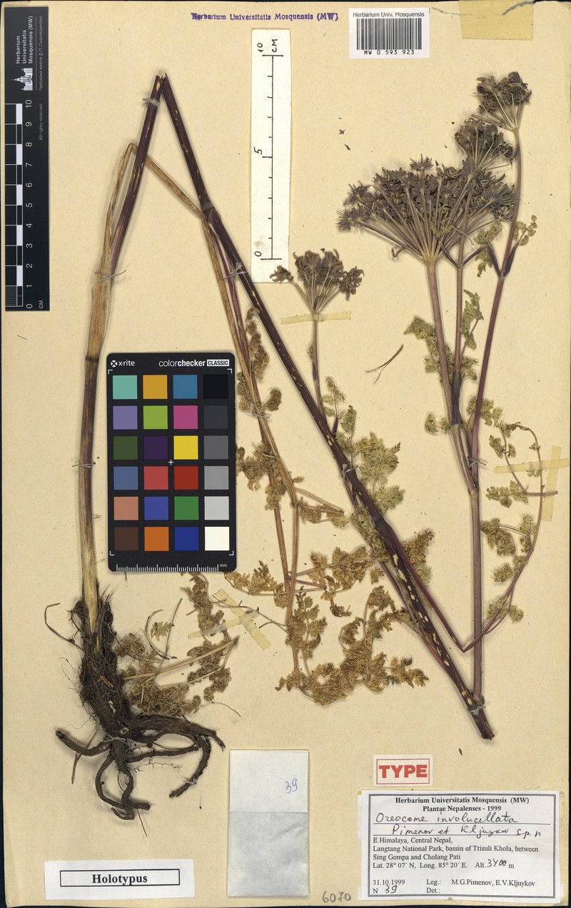 Oreocome involucellata