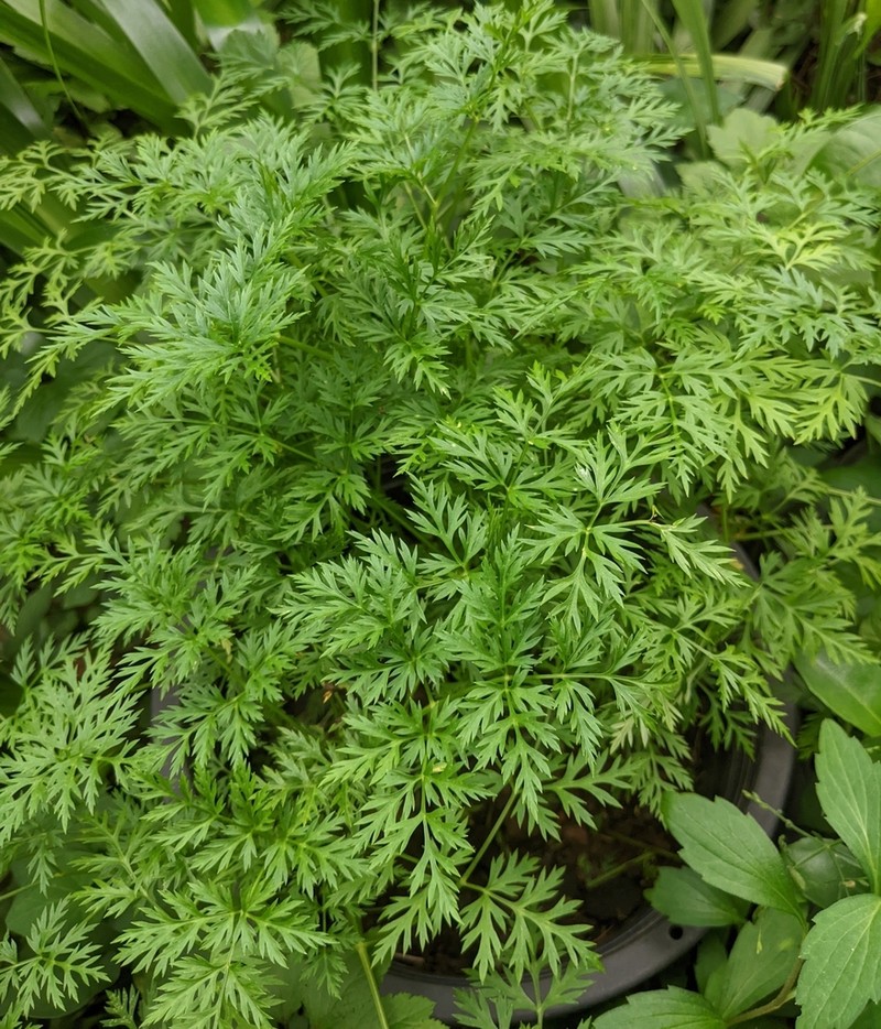 Oreocome striata