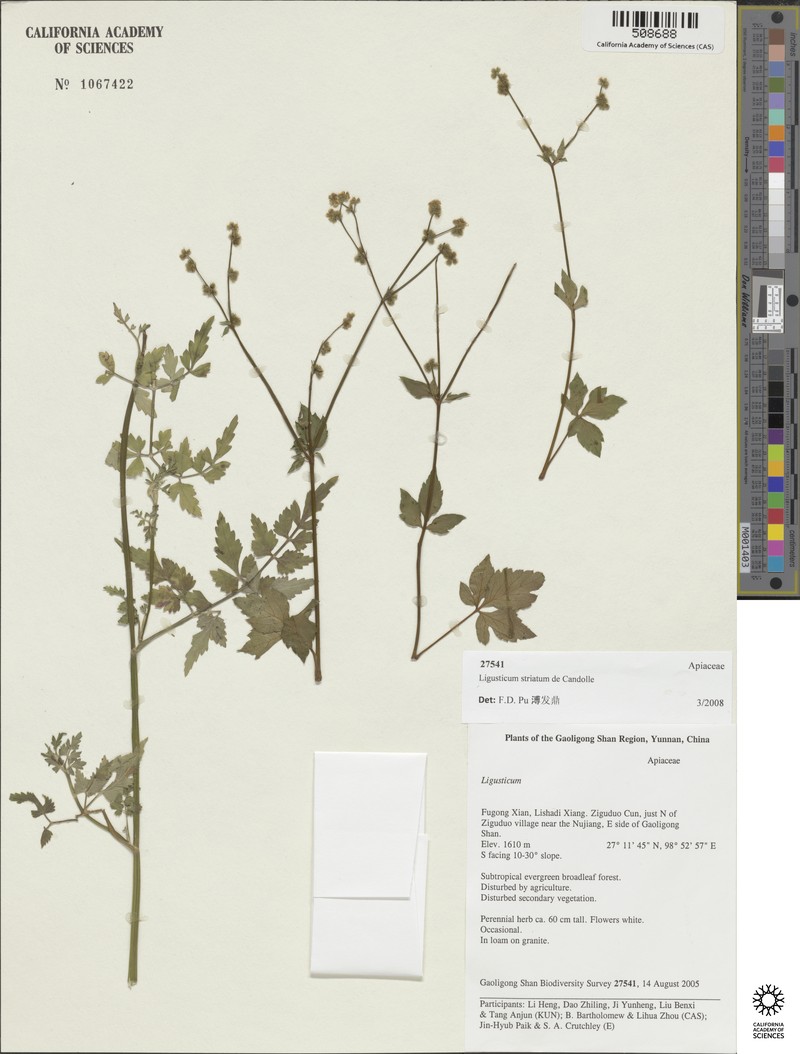 Oreocome striata photo 2