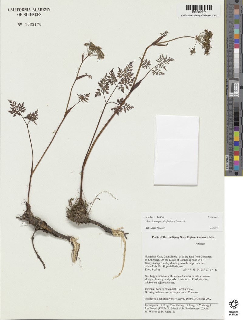 Oreocome striata photo 3