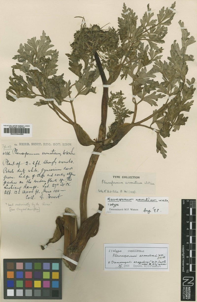 Oreocomopsis dochenensis