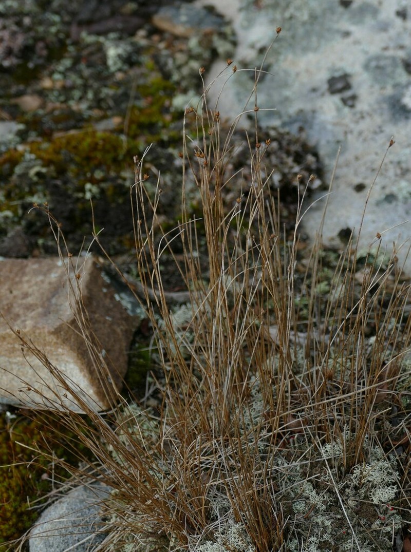 Highland Rush