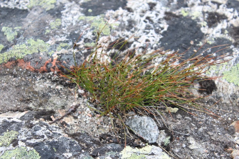 Highland Rush photo 3