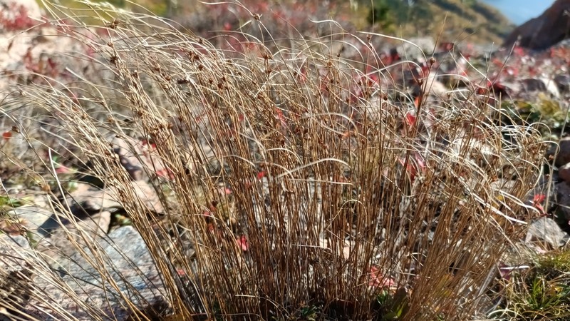Highland Rush photo 4