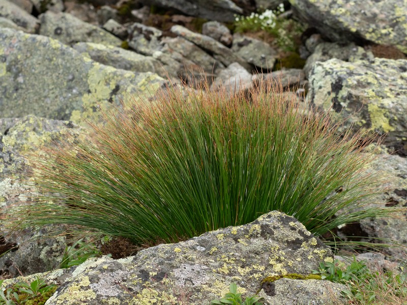 Highland Rush photo 5
