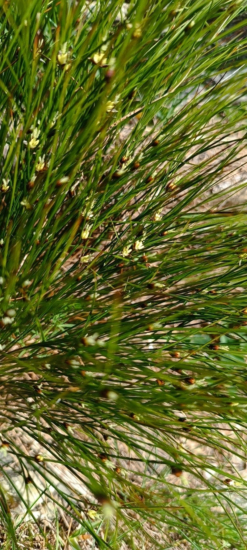 Highland Rush photo 6