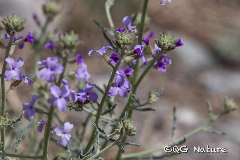 Oreoloma matthioloides