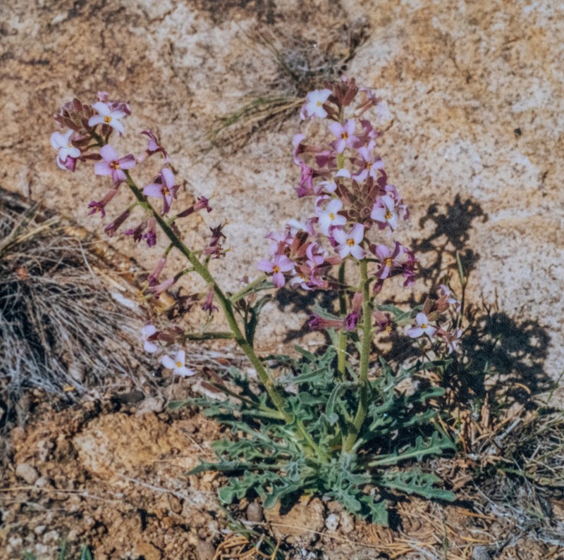 Oreoloma violaceum photo 2
