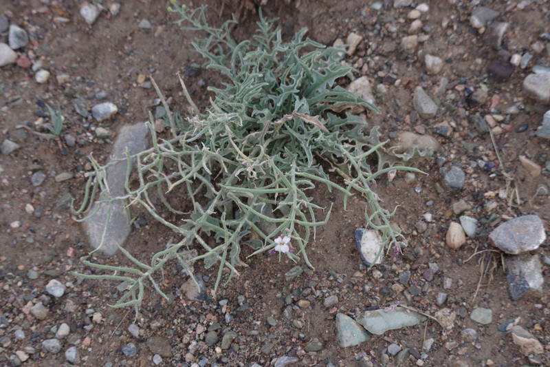 Oreoloma violaceum photo 4