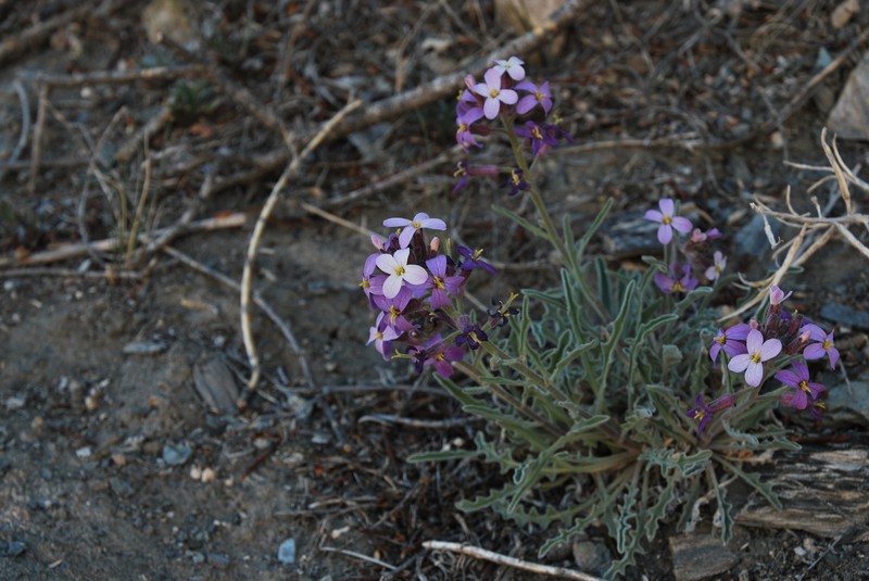 Oreoloma violaceum photo 5