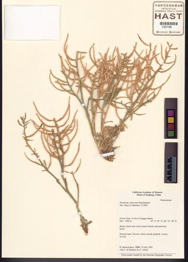 Oreoloma violaceum photo 7