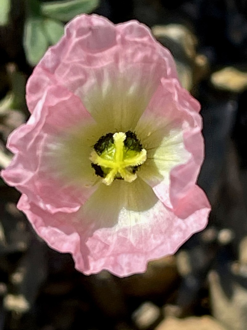 Pale Poppy
