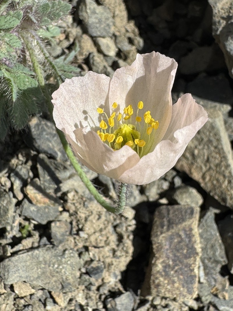 Pale Poppy photo 2