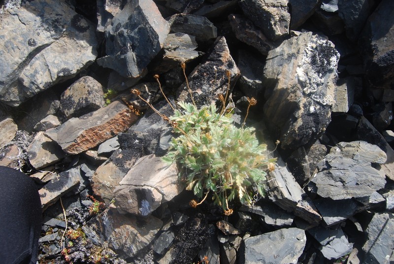Pale Poppy photo 3