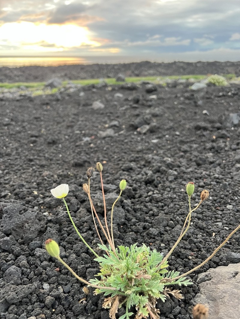 Pale Poppy photo 5