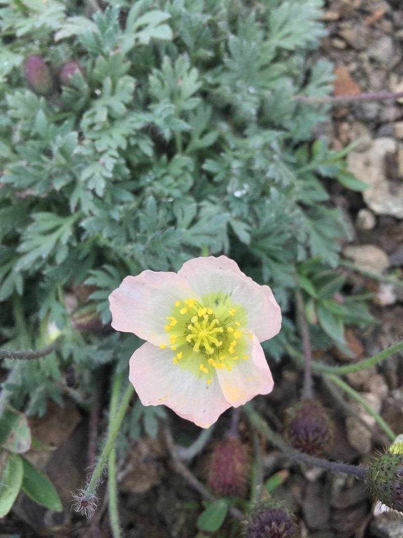 Pale Poppy photo 6
