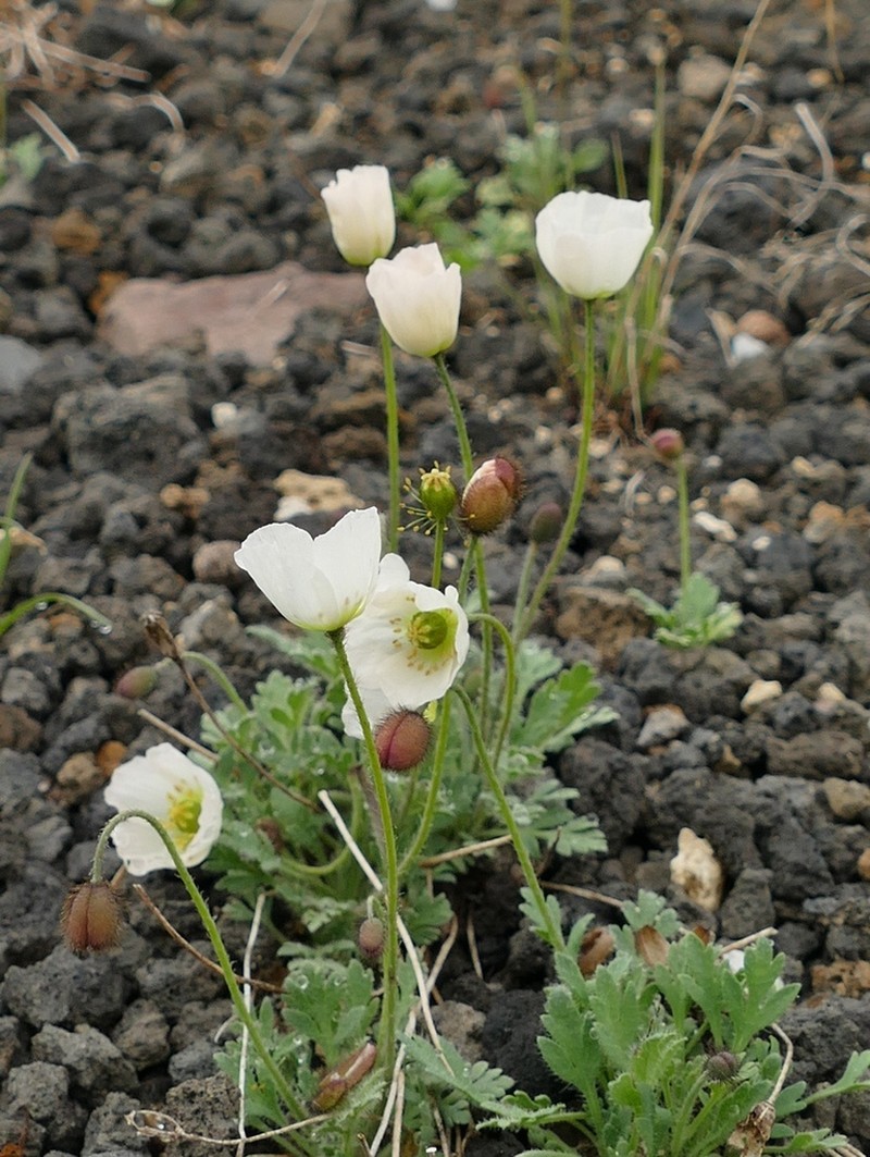 Pale Poppy photo 7