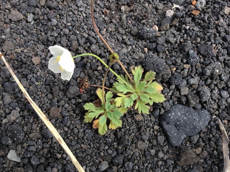 Pale Poppy photo 8